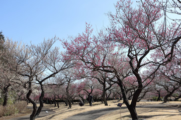 Obraz premium 梅の季節