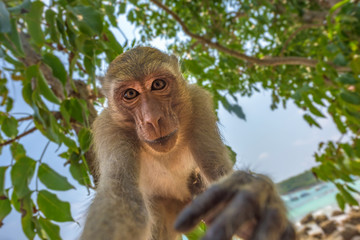 Curious monkey holds camera looking directly into the lens Crab-eating macaque Macaca fascicularis also known as long-tailed macaque