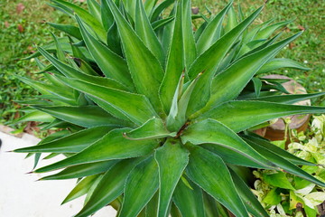 aloe vera plant