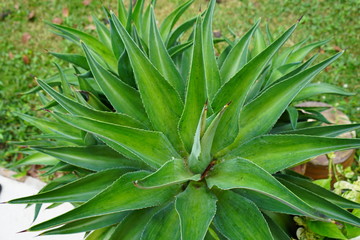 green plant in the garden