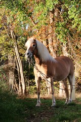 beautiful haflinger horse is standing in the autumn forest