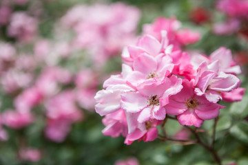 ilex crenata dark green icoprins11