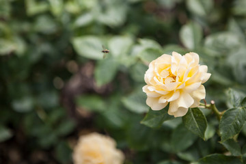 rosa absolutely fabulous wekvossutono