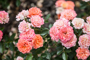 rosa honeybun tan98264