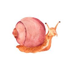 Pink cute snail isolated on wite background. Hand drawn watercolor illustration.  © angry_red_cat