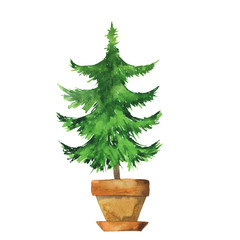 Green pine tree in clay pot isolated on white background. Hand drawn watercolor illustration.