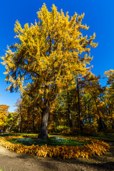 Spassko-Lutovinovo estate