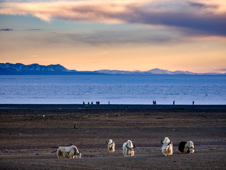 View from Tibet (China)