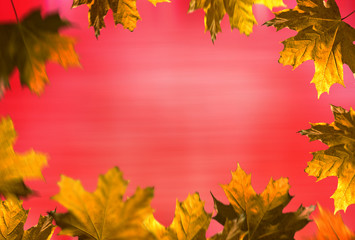 Autumn background. Leaves frame on the red background