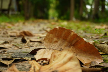 ole leaves in forest