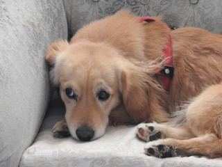  Beautiful blonde puppy  dog  on the couch