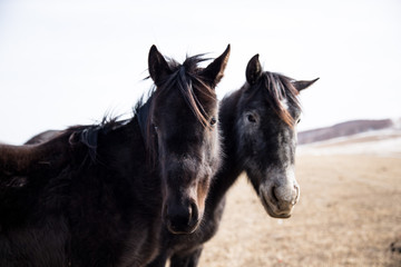 horse on grassland