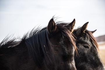 horse on grassland