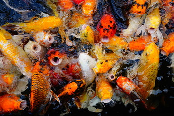 Obraz na płótnie Canvas COLORFUL KOI FISH