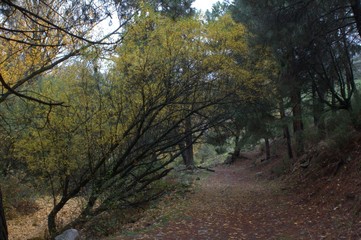 Road in the Sierra de Guadarrama of Madrid