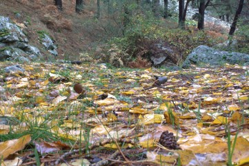 Camino en la Sierra de Guadarrama de Madrid