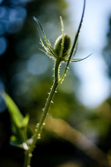 Wilde Karde (Dipsacus fullonum) verblüht