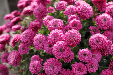 Plenty of beautiful chrysanthemum flowers