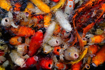 COLORFUL KOI FISH