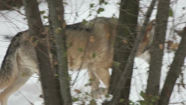 wolf walking in the snow, slow motion