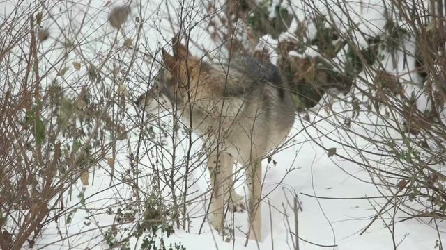 gray wolf stands in the snow in the bushes, slow motion
