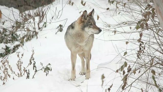 gray wolf stands in the snow and looks, slow motion
