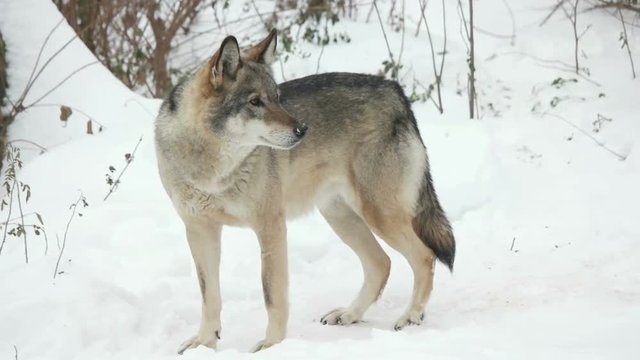 Gray Wolf standing on snow and looking closely, slow motion