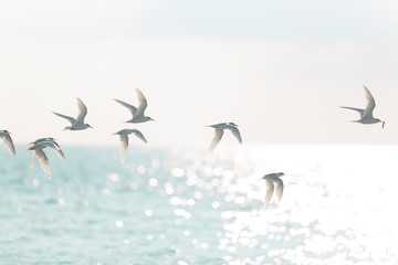 Obraz premium Tern Flock Flying over the Sea