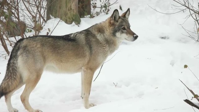 wolf stands in the snow and looks, slow motion