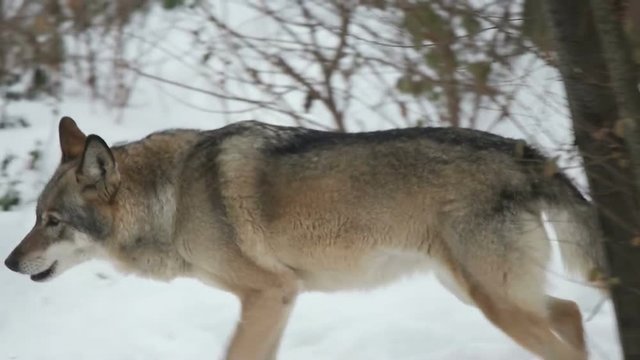 gray wolf runs in the winter forest, slow motion