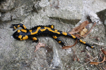 Fire salamander on stone near ruins of Starhrad castle in Žilina region, Slovakia