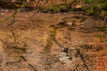 桜の花筏と鴨