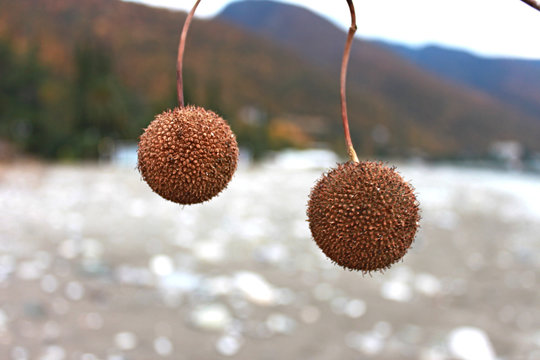 Fruits of sycamore