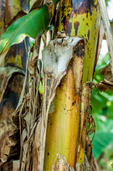 Bambusstab im Dschungel