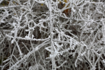 A picturesque winter plant covered with snow and hoarfrost