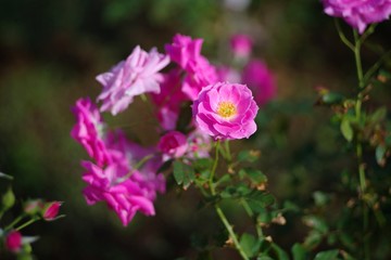 Autumn roses in various varieties