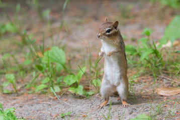 Naklejka na ściany i meble Small Eastern (Tamias) chipmunk stands up on her hind legs to a get a better view. 