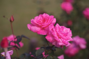 Fototapeta na wymiar Autumn roses in various varieties