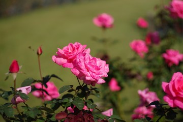 Fototapeta premium Autumn roses in various varieties