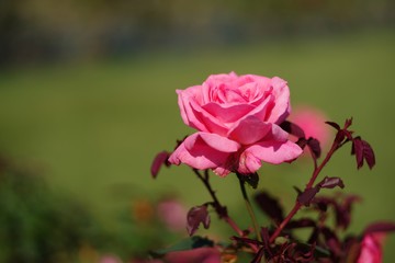 Autumn roses in various varieties