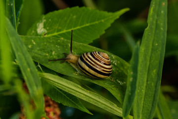 Schnecken