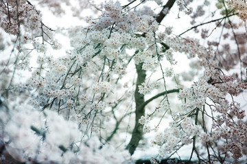 Spring Sakura Blossoms in Japan