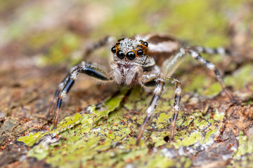 Jumping spider (Salticidae) hunting on tree bark in tropical rainforest, Queensland, Australia