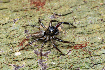Jumping spider (Salticidae) hunting on tree bark in tropical rainforest, Queensland, Australia