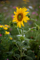 Sonnenblume auf wilder Wiese. Blütenknospen. Hintergrund bunte Blumen.