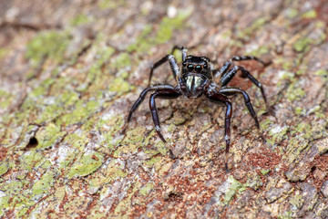 Jumping spider (Salticidae) hunting on tree bark in tropical rainforest, Queensland, Australia