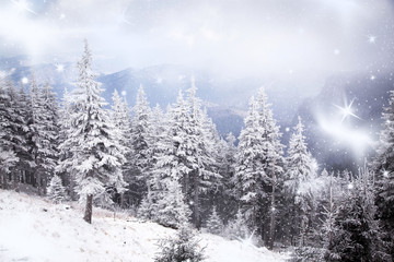 Fototapeta na wymiar winter landscape with snowy fir trees in the mountains