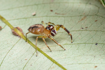 Beige spotted jumping spider (Salticidae) hunting on a leaf in tropical rainforest, Queensland, Australia