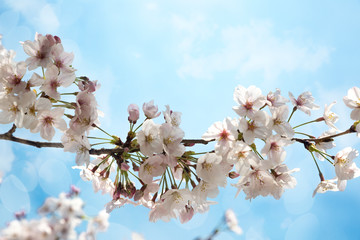 Beautiful sakura growing in a branch during spring.