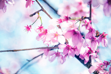 Beautiful sakura growing in a branch during spring.